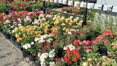 UK’s 250-year-old rose farm announces closure 1 Picture 10 https://www.theglobalvoice.net/wp-content/uploads/2023/10/Picture-10.jpg
